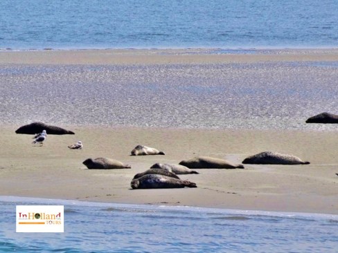 suasana pantai dan anjing laut