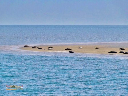wisata kapan dan pertunjukan anjing laut