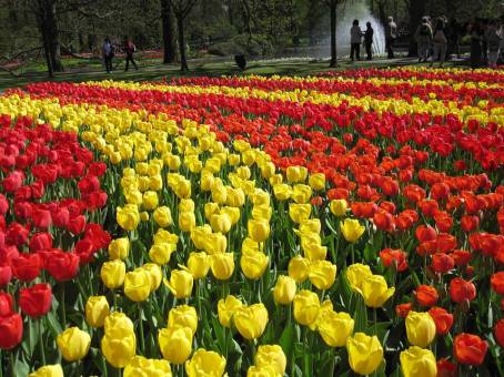 Bunga Tulip di Keukenhof Belanda 