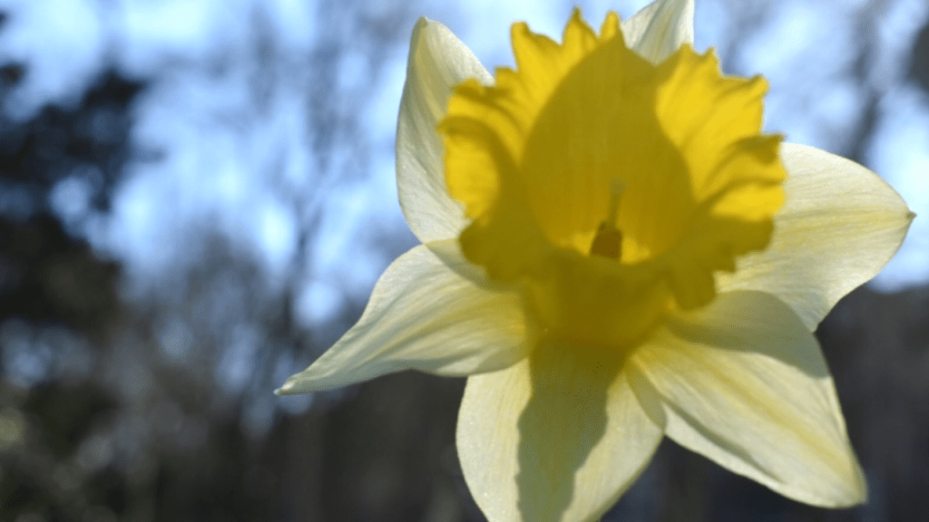 Lage Vuursche, Belanda: Jejak Alam & Pelajaran Spiritual Muslimah