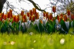 Keukenhof di Lisse Belanda Eropa