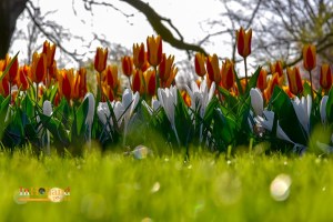 Keukenhof di Lisse Belanda Eropa