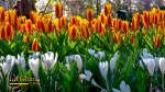 Taman bunga tulip di Keukenhof Belanda Eropa