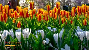 Taman bunga tulip di Keukenhof Belanda Eropa