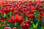 Bunga tulip di Keukenhof Belanda, Eropa