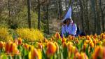 Bunga tulip di Keukenhof Belanda, Eropa