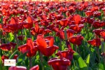 Bunga tulip di Belanda Eropa Barat Keukenhof