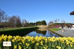Tulips in Lisse Keukenhof Holland Europe