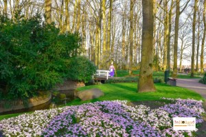 Tulip di Lisse Keukenhof Belanda Selatan Eropa