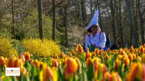 Tulips in Lisse Keukenhof South Holland Europe