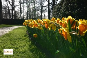 Bunga tulip di Lisse Keukenhof Belanda Eropa