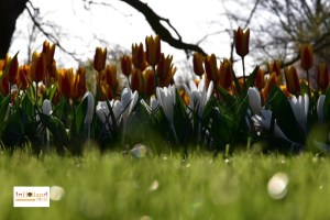 Bunga Tulip di Lisse Keukenhof Belanda, Eropa
