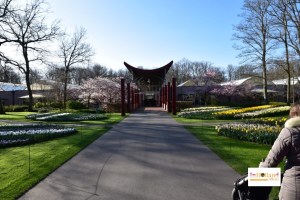 Bunga Tulip di Keukenhof Lisse Holland, Eropa