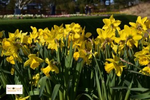 Tulip di Belanda di Lisse Keukenhof Eropa