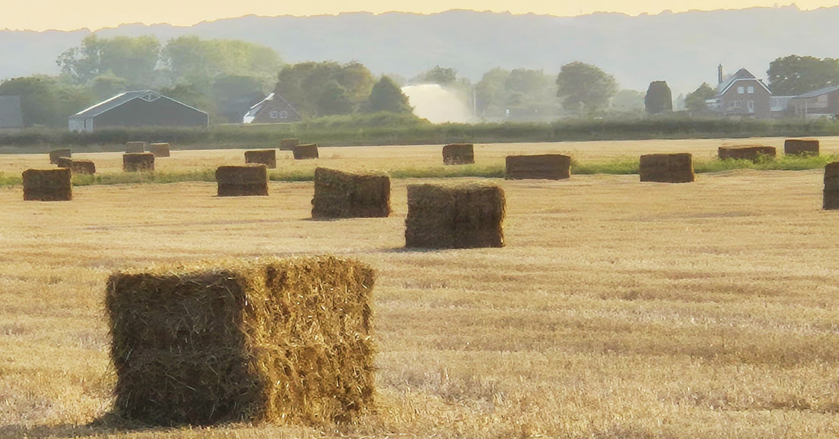 Eksplorasi dengan sepeda: jalur sepeda di desa-desa Belanda sangat nyaman, bikin pengalaman lebih autentik.