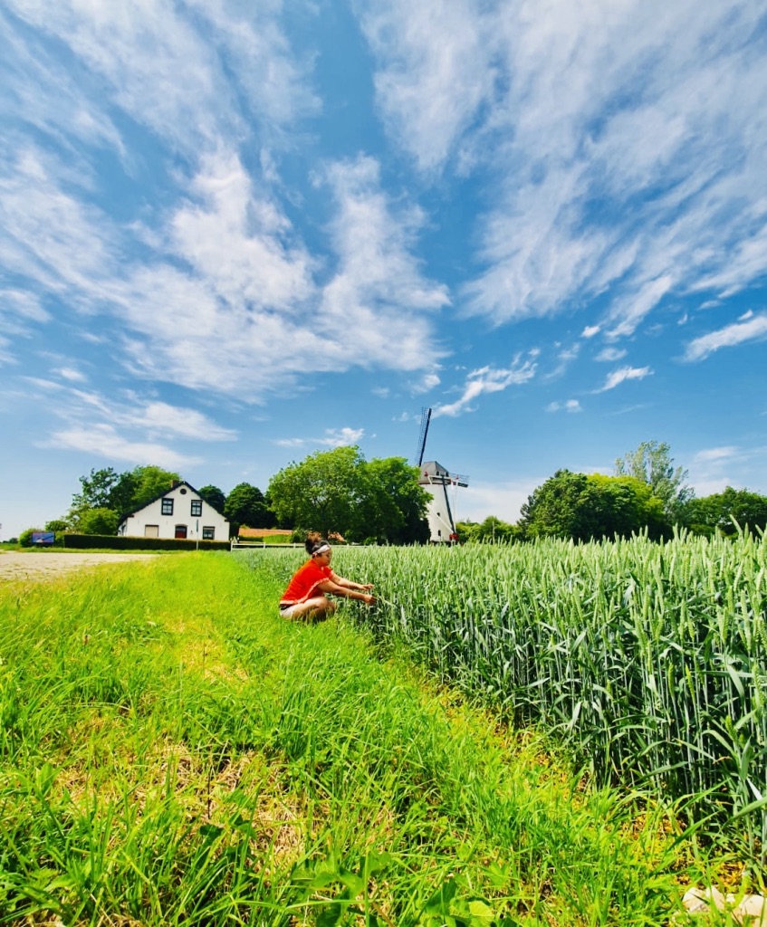 Pemandangan ladang di Millingen aan de Rijn dengan pemandangan hijau disekitarnya.